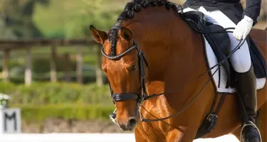 primeval dopingvrij geschikt wedstrijd