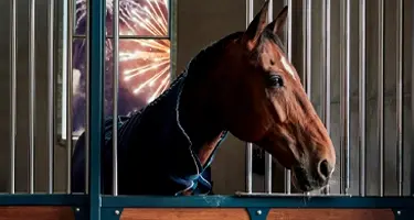 soepele gewrichten paard