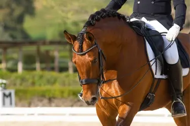 primeval dopingvrij geschikt wedstrijd