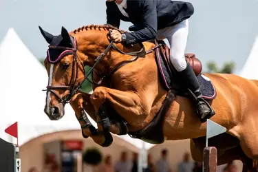 soepele gewrichten paard
